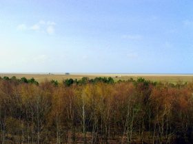 Wohnmobilplatz Silbermöwe: Aussenfoto Luftbild mit herbstlichen Wald und Blick auf das Vorland und den Strand mit Badekabine