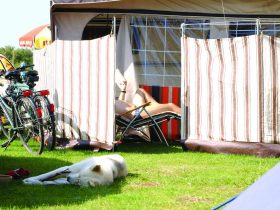 Camping- und Wohnmobilplatz Silbermöwe: schlafender Hund vor Vorzelt auf der Wiese